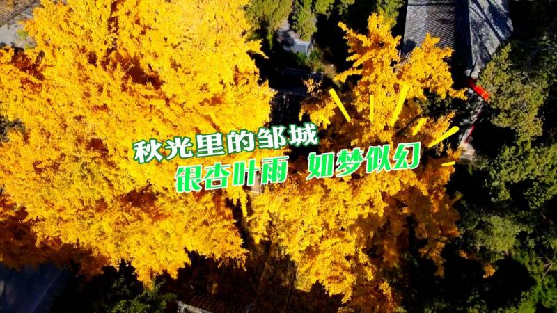 【邹视频·新闻】 49秒丨文化中国行：秋光里的孟庙——银杏叶雨 如梦似幻