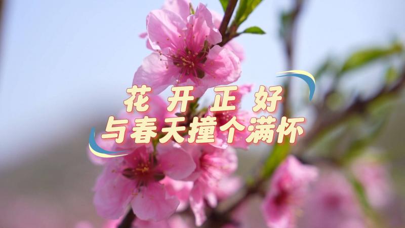【邹视频·新闻】32秒丨花开正好 与春天撞个满怀
