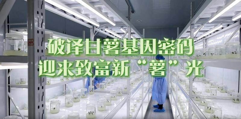 【邹视频·新闻】41秒丨破译甘薯基因密码 迎来致富新“薯”光