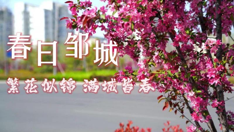 【邹视频·新闻】44秒 | 春日邹城：繁花似锦 满城皆春